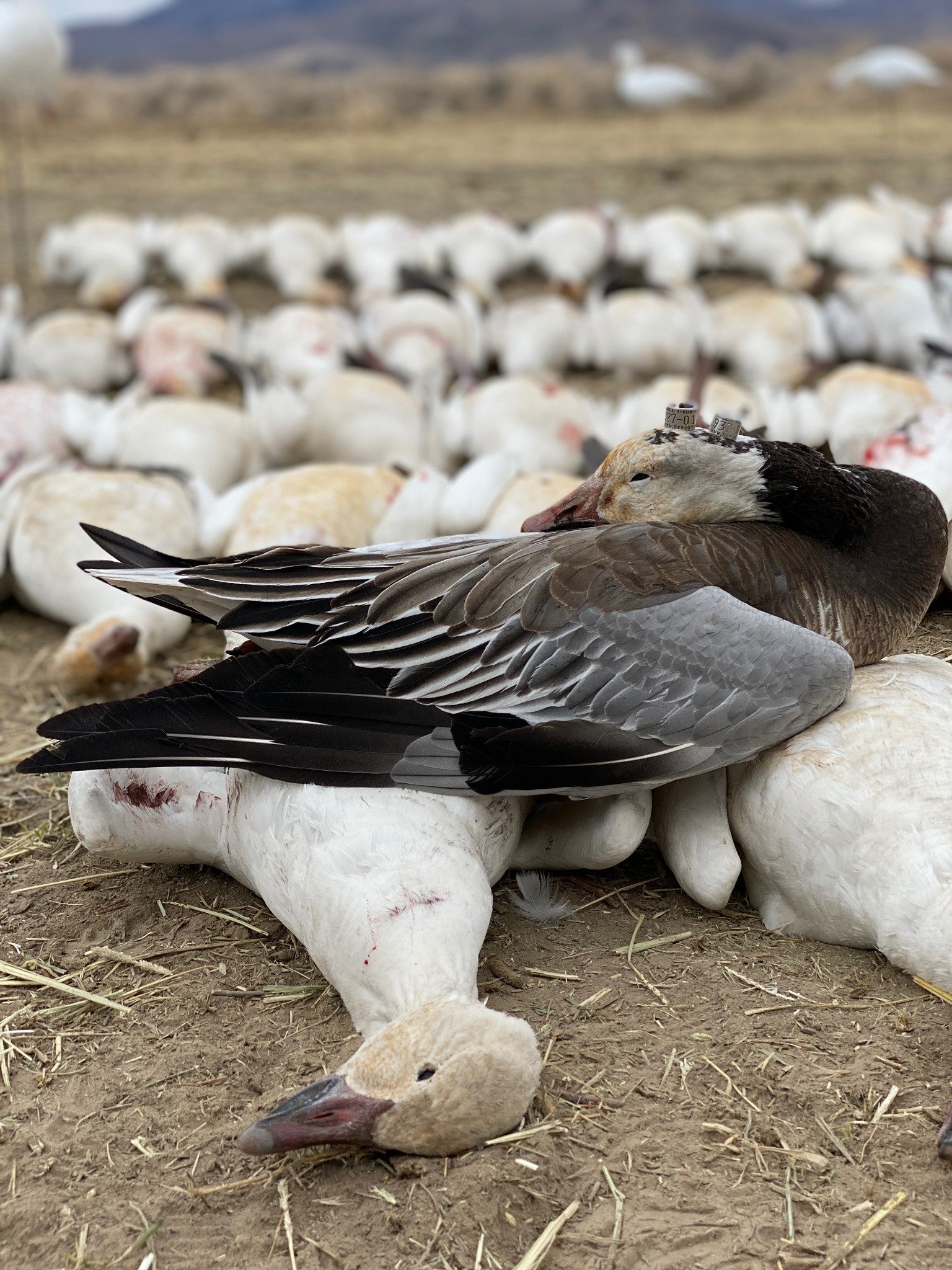 North East Zone waterfowl hunt
