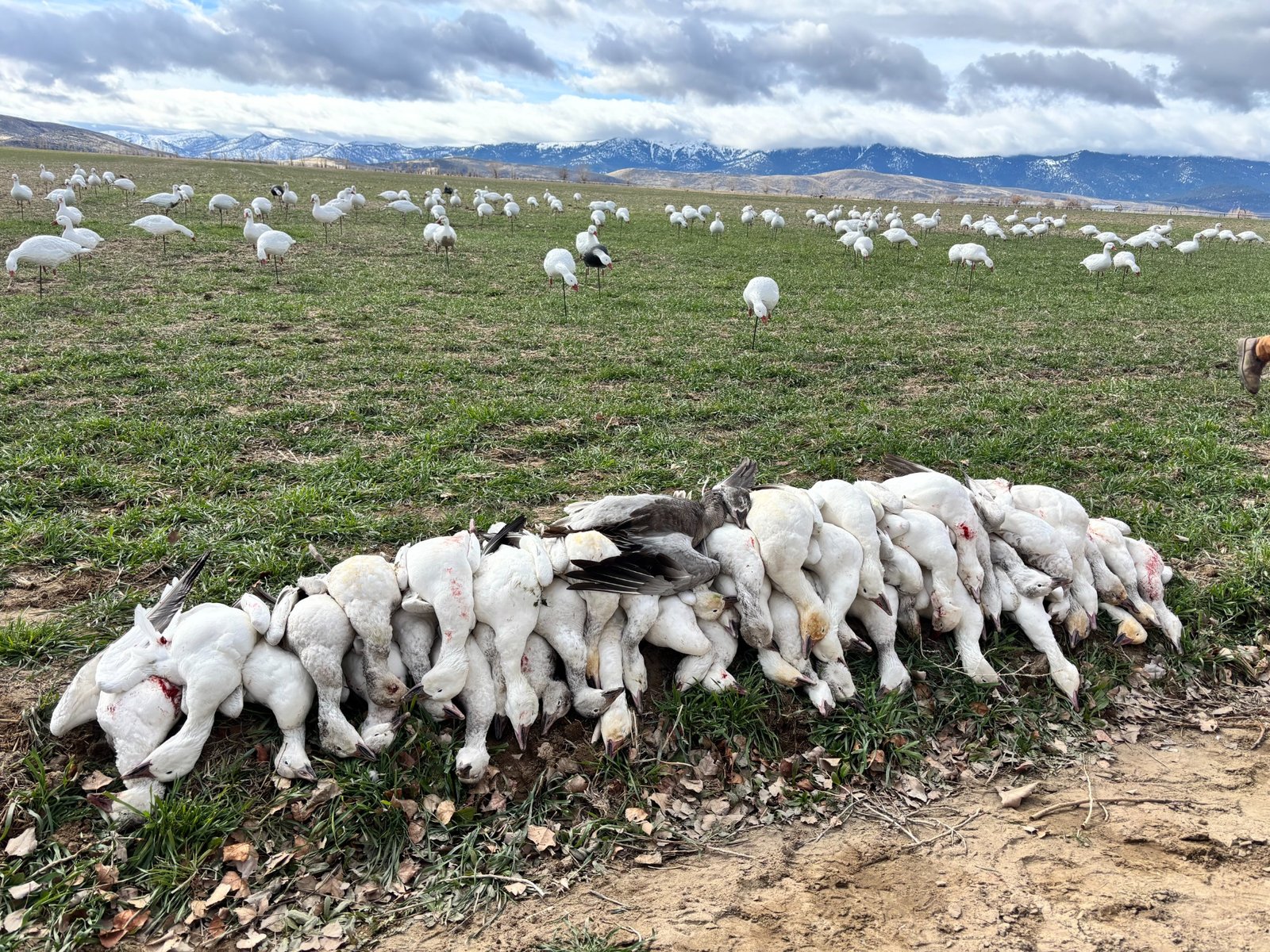 North East Zone waterfowl hunt